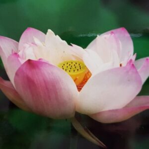 Tuina Massage TCM Ingolstadt Tuina Massage TCM Ingolstadt